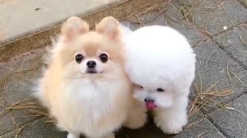 Cute puppies eating