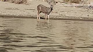 Thirsty deer at the lake