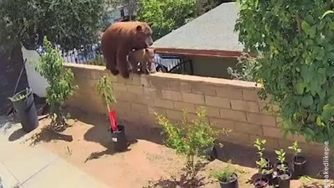 Woman saves her dog from bear