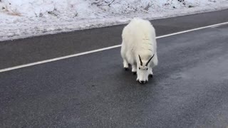 Mountain Goat Road Block