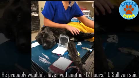 They thought this something like a dog is dead - and then this happened...