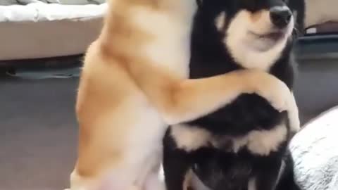 Hug your best friend