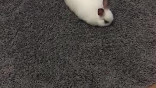 Bunny jumping wildly from side to side