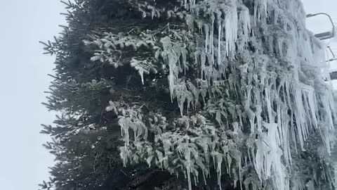Tree covered in icicles spotted at Pennsylvania Ski Resort