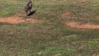 Emu Runs Along Street