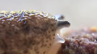 Slug Eating Food Is Caught Up Close On Camera