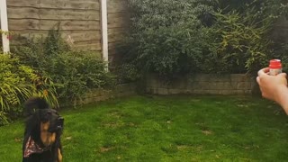 Dog takes out bubble