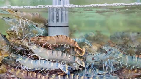 langoustines in the aquarium