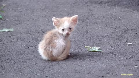 Tiny kitten is crying because his mother abandoned him