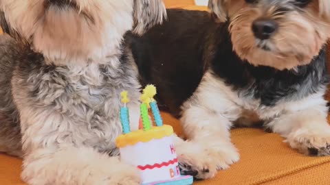 Dog boy birthday celebrat🐈🐈❤️