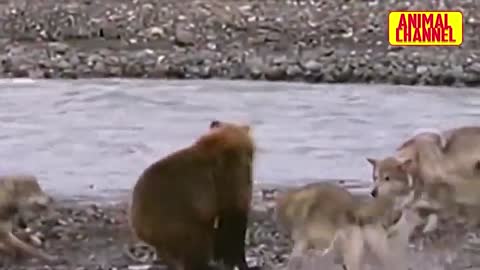 Bear vs Tiger | Polar Bear vs Walrus | Ultimate BEARS Attack Compilation - Amazing Animals Video