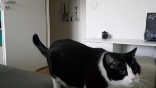 Cat playing fetch