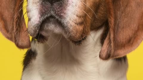Top 5 Dumbest Dog Breeds #shortvideo #dogbreeds #bassethound #bulldog #afghanhound #beagle #mastiff