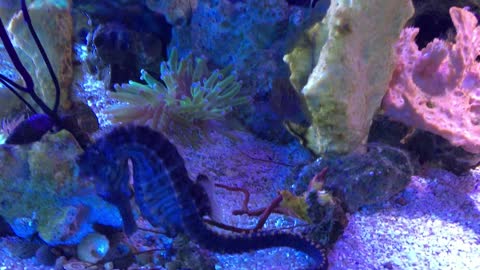 Giant Black Seahorse aka Hippocampus erectus