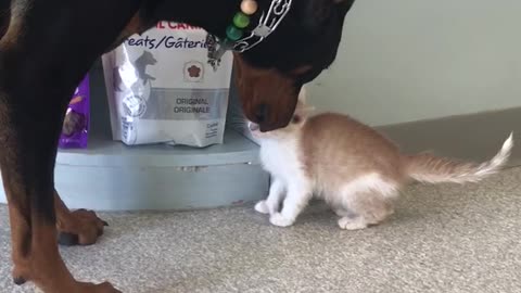 Doberman meets 8 week old kitten
