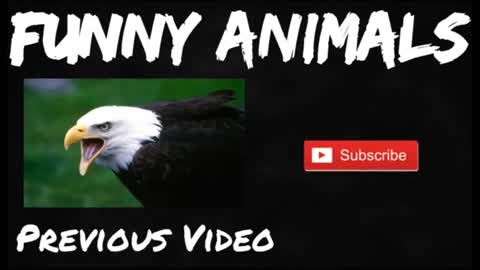 Funny moments whith animal.TOP 10 MOMENT!!!