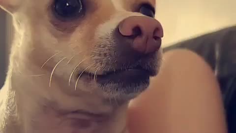 Rocky The Chihuahua