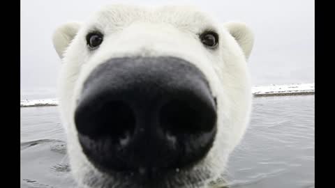 This Polar Bear Wanted To Kill His Food