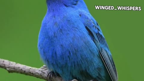 Indigo_Bunting_Birds