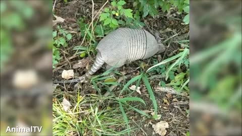 Cute ARMADILLO compilation