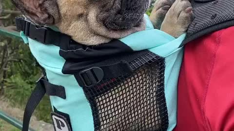 French Bulldog Sleeping in Backpack While Hiking