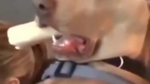 #funny dog face reaction video