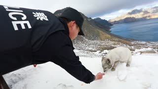 NK Border Cops Chill With Adorable Arctic Fox