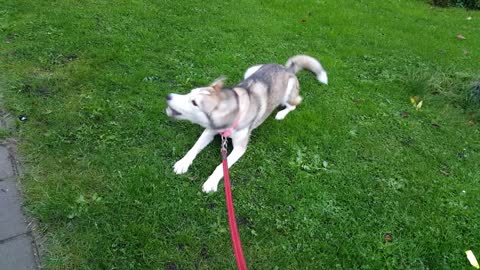 Husky Barks In Protest Because She Isn’t Ready To Finish Her Walk