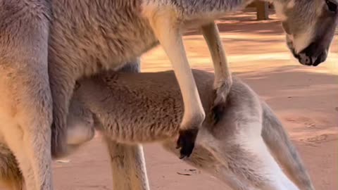 kangaroo - We all have those days