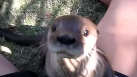 Funny animals - Otter
