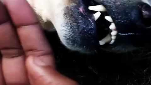 Love bite from this dog on his owner's hand.