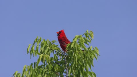 Male Northern Cardinal Bird singing