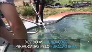 Filhote de jacaré é encontrado em uma piscina na Florida