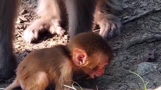 Newborn baby monkey