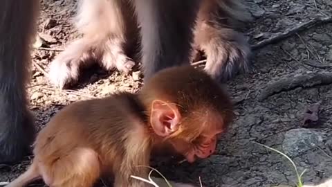 Newborn baby monkey