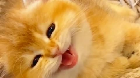 A wonderful video of cute pushy cats.