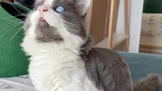 Blind cat still finds a way to play with toys