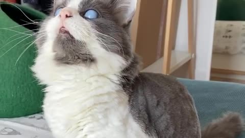 Blind cat still finds a way to play with toys
