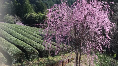 Spring tea plantation Japan