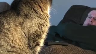 Rude cat humorously wakes up owner