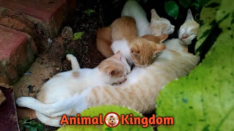 Mommy Cat Feeding Hungry Cute Kittens | Animal Kingdom