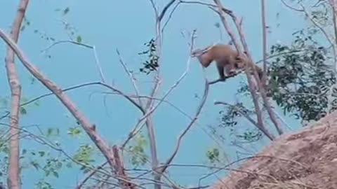 Funny monkey video new