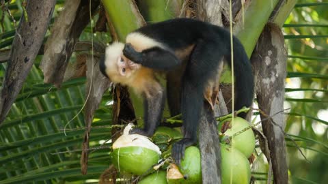 The funny monkey ate the whole coconut I howler monkey