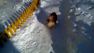 Oliver runs in the snow