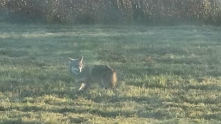 More videos of a coyote