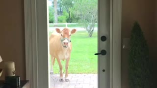 Friendly cow comes to door to say hello