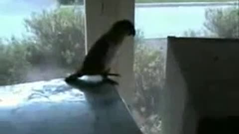 Crazy Parrot Jumping Hard