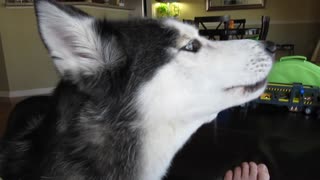 Mishka The Talking Husky Says "Bye Bye"