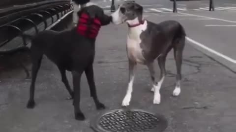 Two dogs are meeting after many years.🙂😊