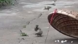 A bird sacrifices his life for another bird